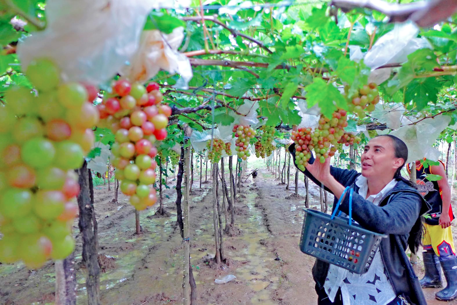 In La Union, farmers let tourists pick grapes