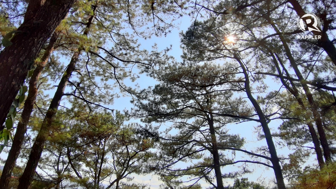 Tree Cutting