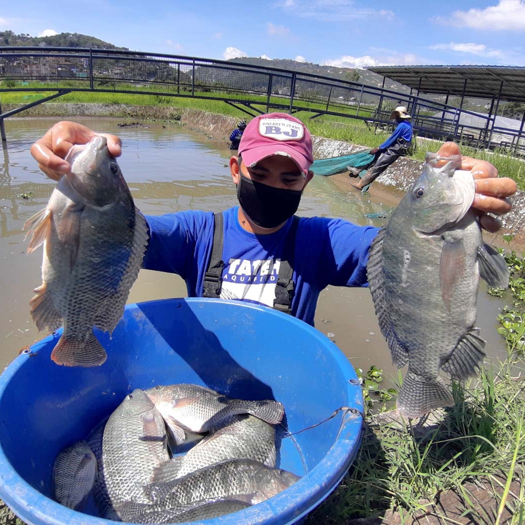 Look Bfar Promotes Backyard Tilapia Farming In Cordillera