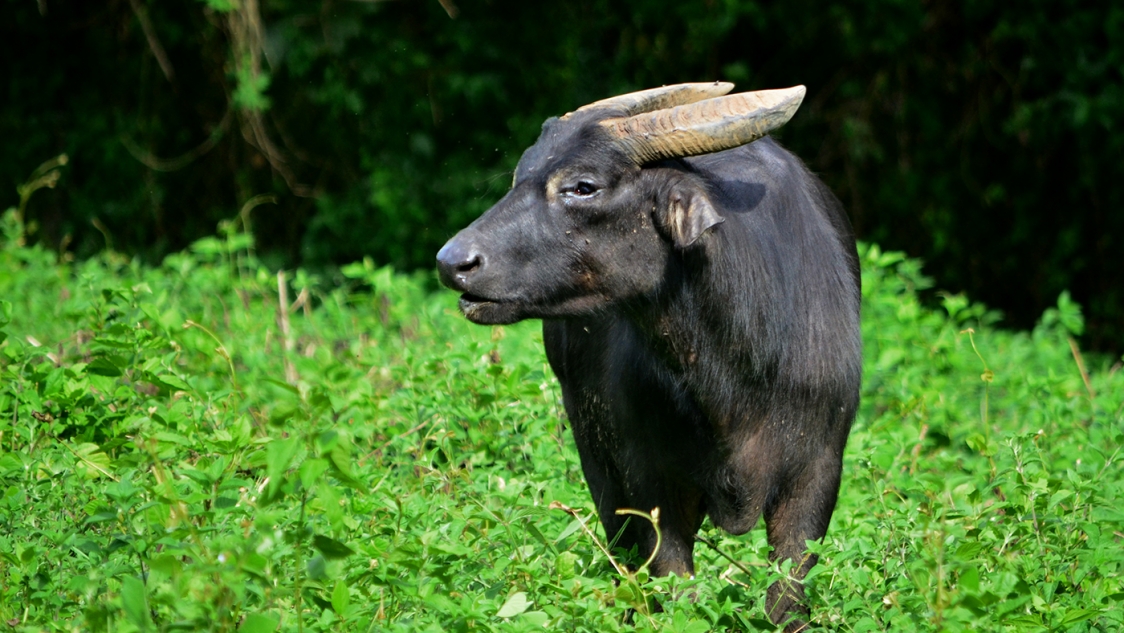 3-poachers-arrested-for-killing-endangered-tamaraw-in-mindoro-escape