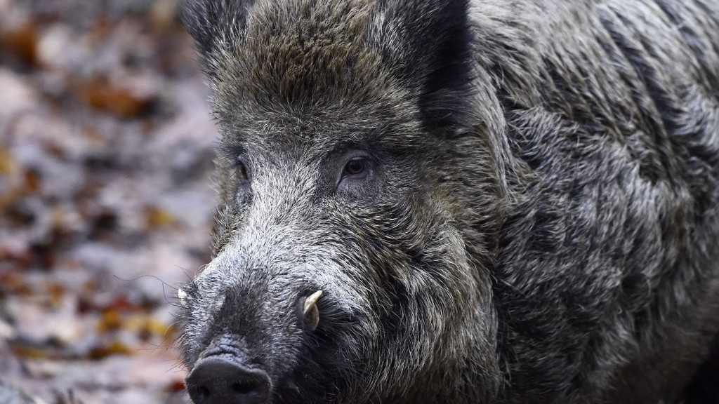 5 new swine fever cases found in German boars