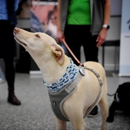 Finland S Covid 19 Sniffer Dog Trial Extremely Positive Researchers