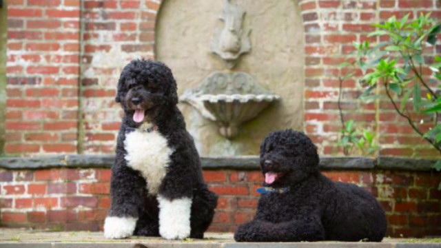 pets in the white house