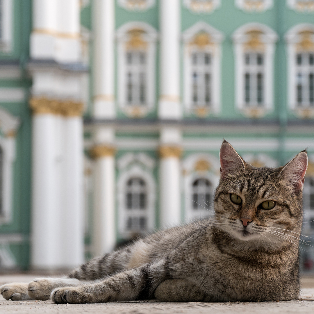 French Doctor Leaves Part Of Will To Russia S Hermitage Cats