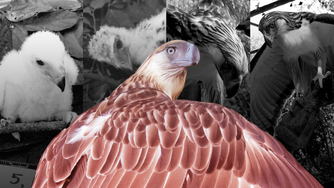 How a Philippine eagle became a symbol of hope - Vimarsana News