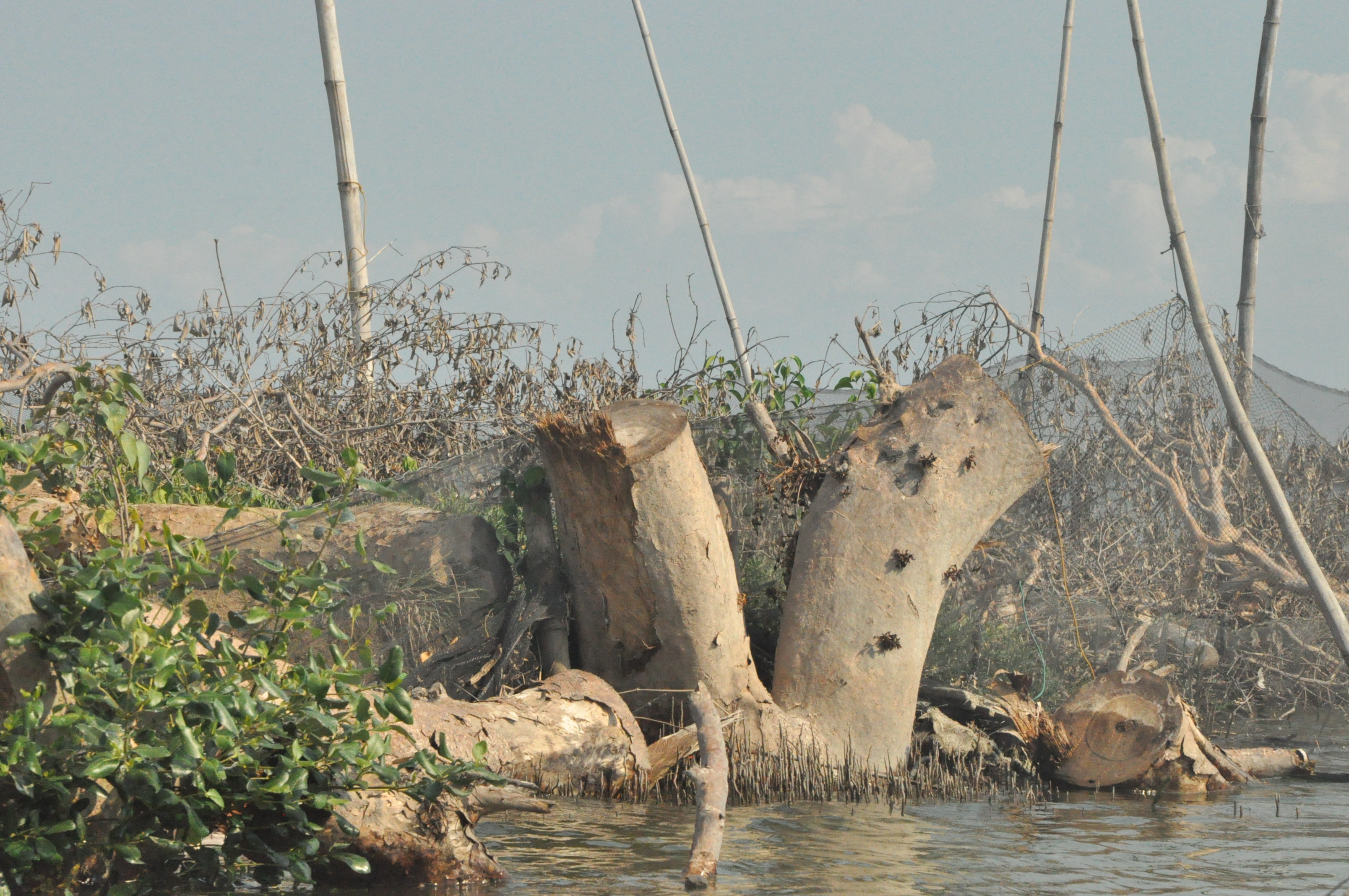 Mangroves in Taliptip