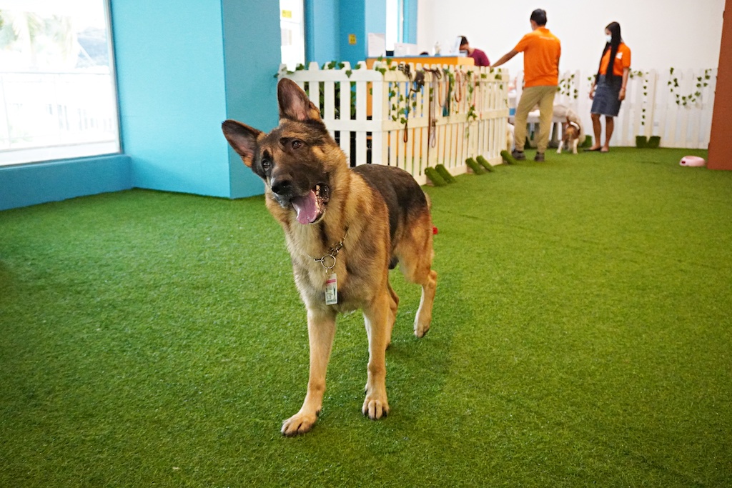 Pet Boarding, Grooming, Training Services Dubai - PETME