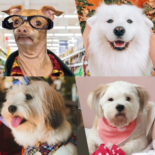 6 Pup Influencers To Brighten Your Day