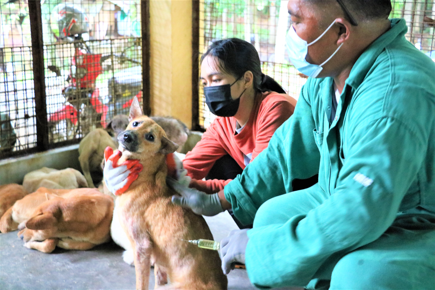 Anjing yang kekurangan gizi dan sakit-sakitan di Dipolog City Pound memicu seruan untuk kepemilikan hewan peliharaan yang bertanggung jawab