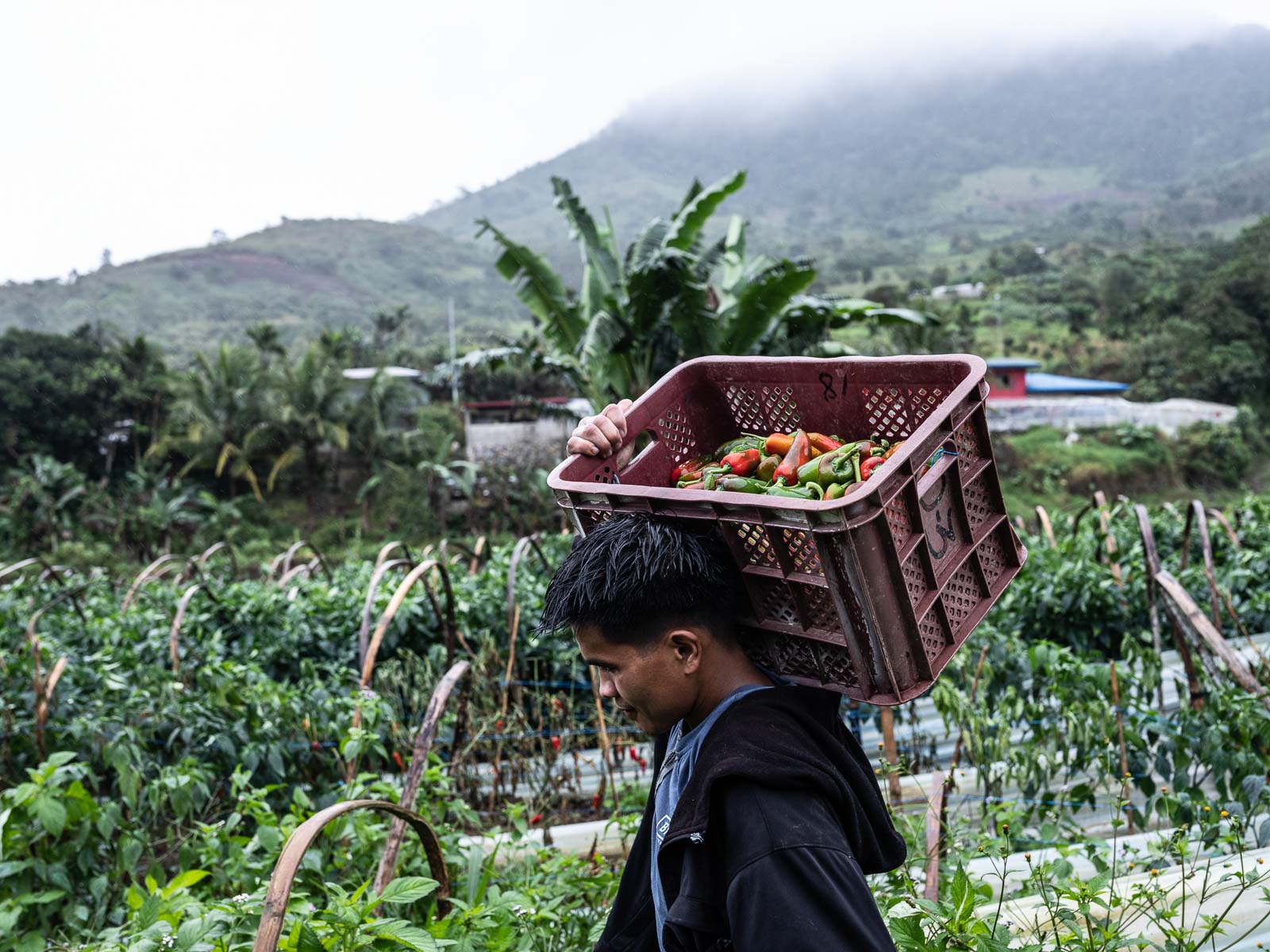 Farm to table food insecurity in the Philippines