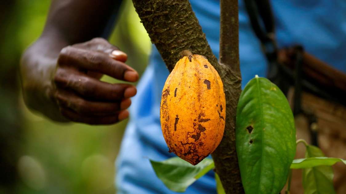 Top Cocoa Producers Threaten To Name And Shame Brands Over Premiums