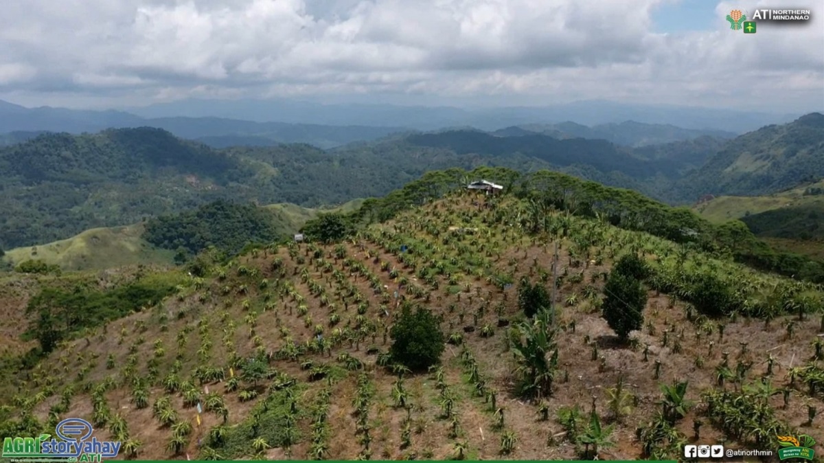 Perkebunan buah naga Oriental Misamis berubah menjadi tujuan wisata – dan masih banyak lagi