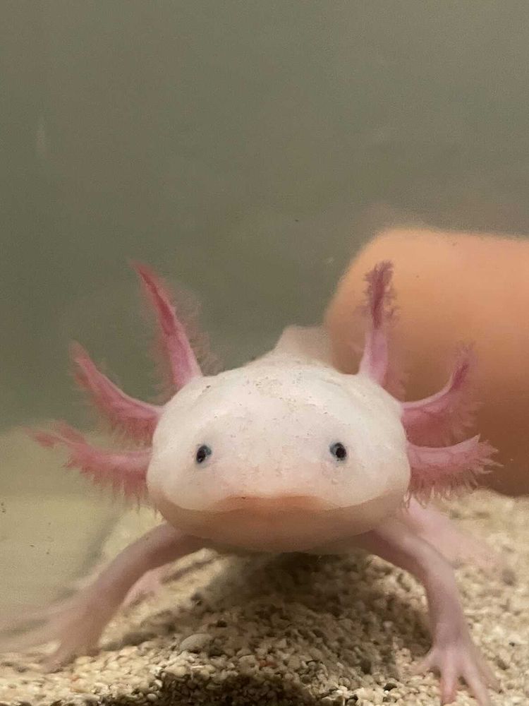 Apa itu axolotl dan bagaimana cara merawatnya?