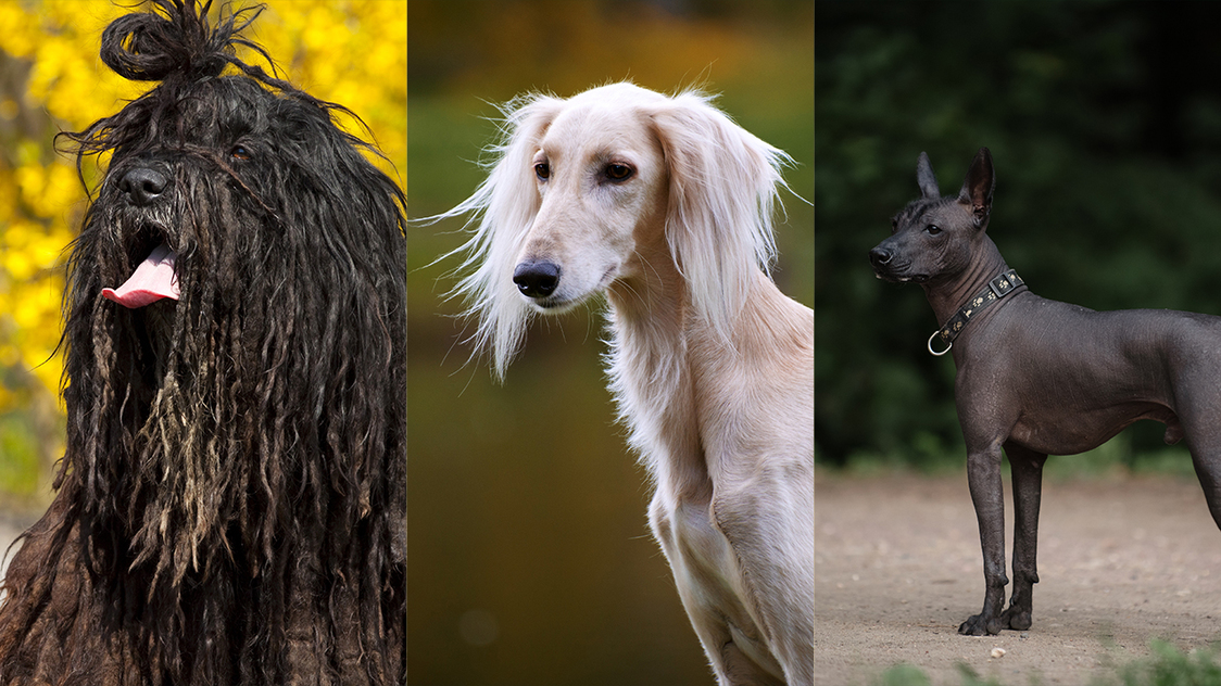 Peculiar puppers: Strange dog breeds and the stories behind them - Vimarsana News