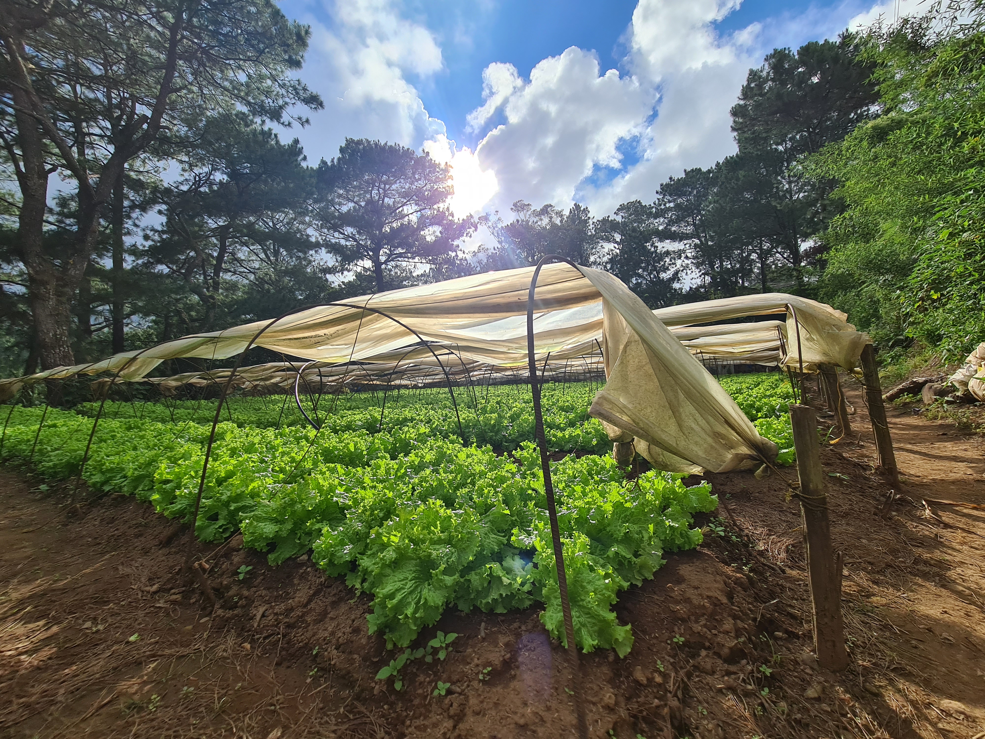 Pertanian tumbuh subur di lanskap perkotaan Baguio