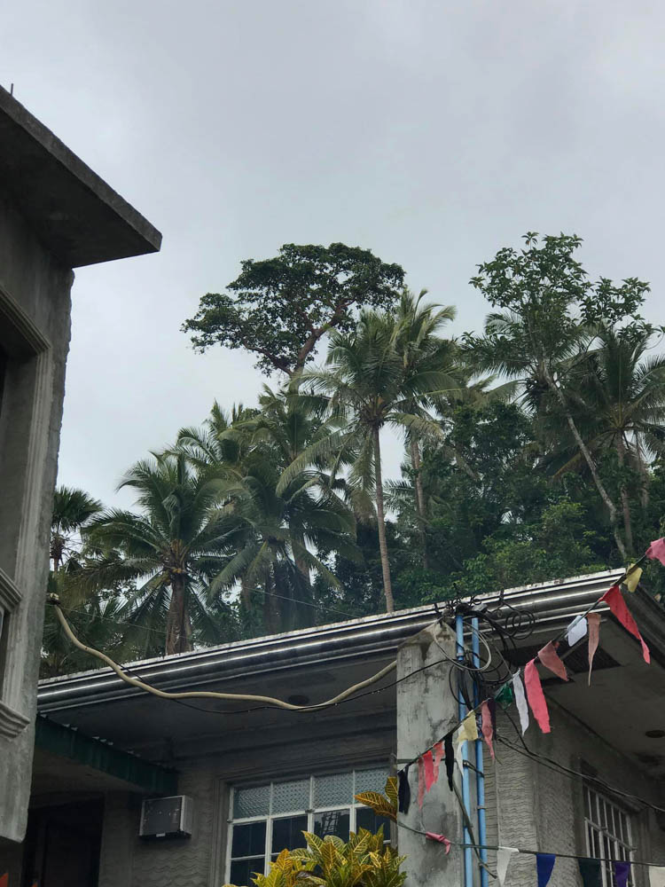 Giant tree believed to be the gateway to Biringan. Photo from Nathan Abinguna