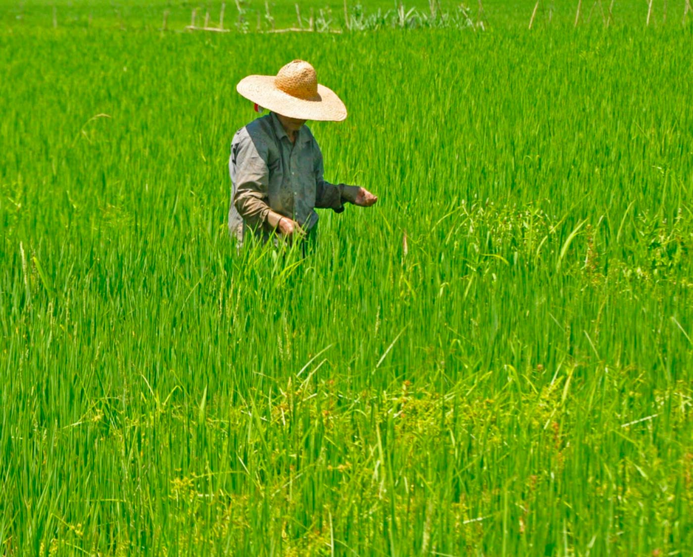 filipino rice hat