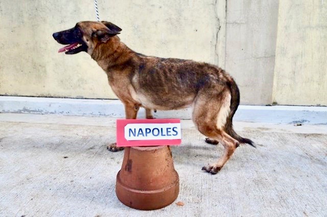 petsmart fish tanks 125 gallon