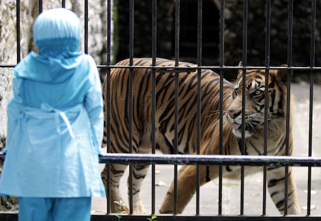 Perdagangan hewan  yang  dilindungi  masih marak di Indonesia
