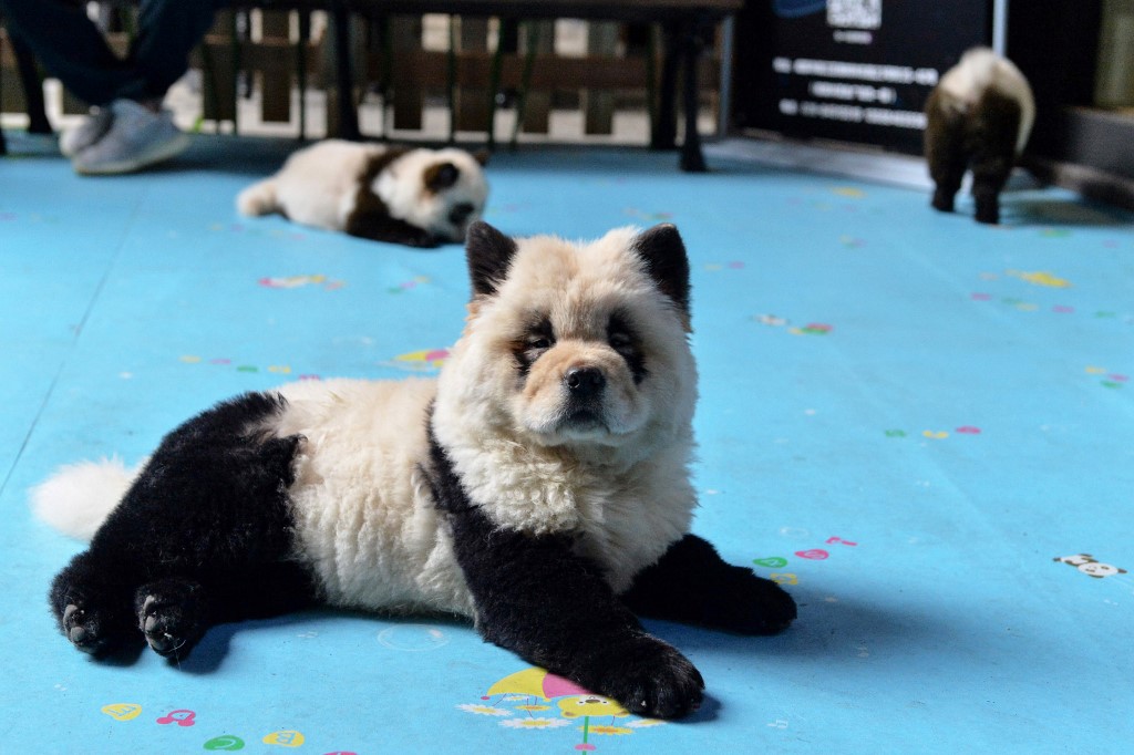 a panda dog