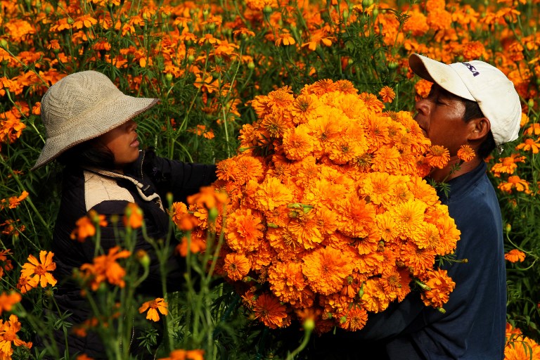 Mexico S Day Of The Dead An Orange Sea Guides The Souls Of The Departed