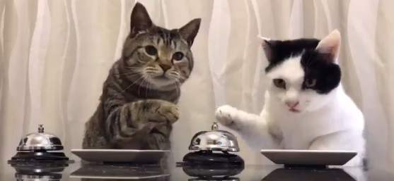 VIRAL: Dua kucing ini bunyikan bel untuk makanan