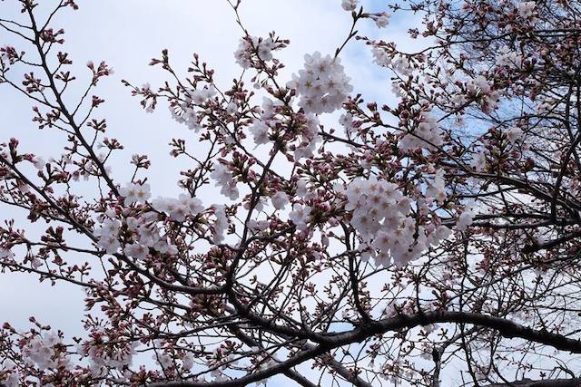 8 Lokasi Terbaik Untuk Menikmati Indahnya Bunga Sakura Di Jepang