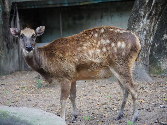 Groups Step Up Effort To Save Critically Endangered Species In Western Visayas