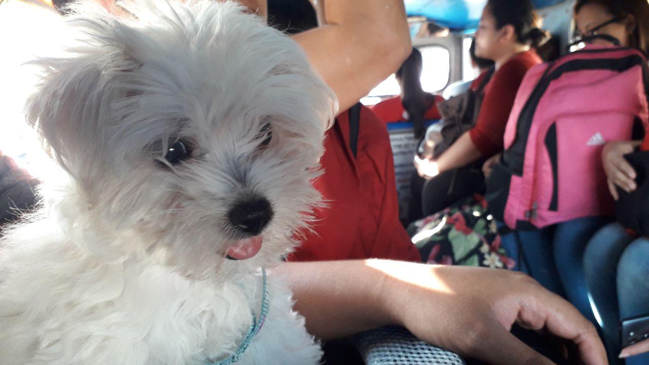 Ltfrb Now Allows Pets In Public Vehicles