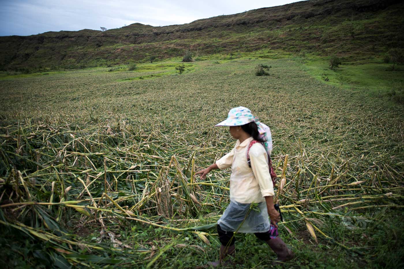 Filipino Farmers Risk Death To Save Crop From Ompong