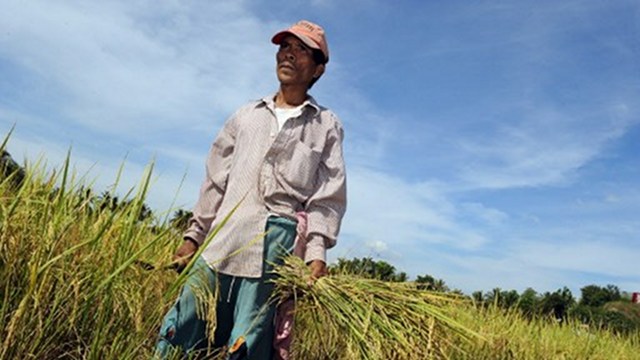 filipino rice hat