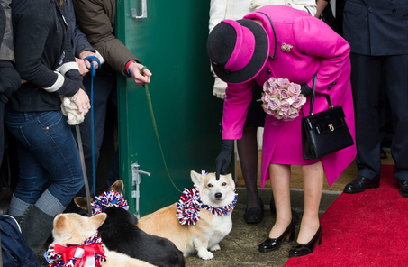 Who let the Royal Corgi out?